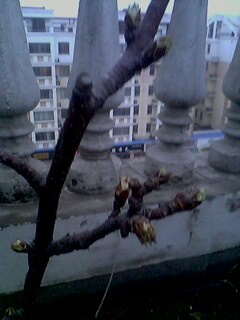 IMG0111A.jpg