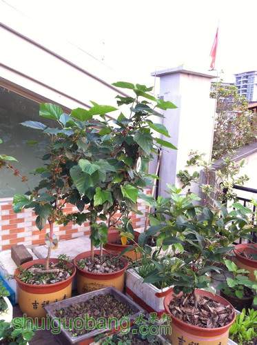 Ƭ20120216 631.jpg