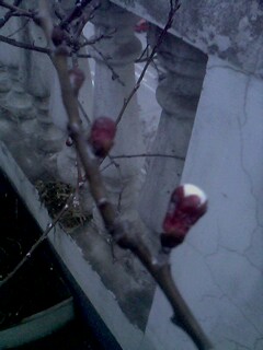 IMG0123A.jpg