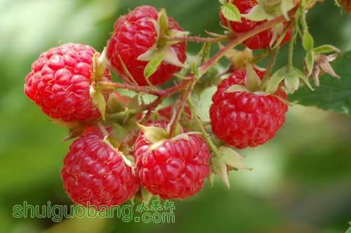 red-raspberries-636.jpg