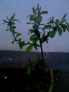 IMG0104A.jpg