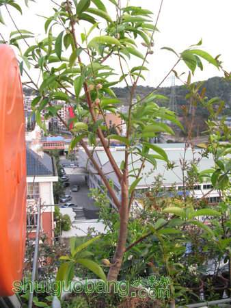 IMG_5267.JPG