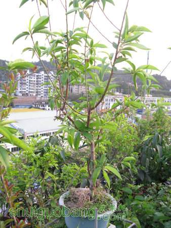 IMG_5268.JPG