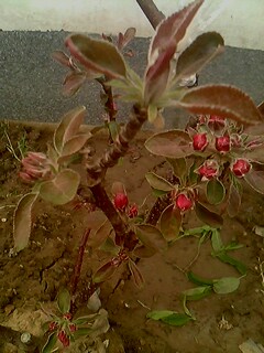 IMG0131A.jpg