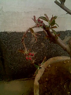 IMG0132A.jpg