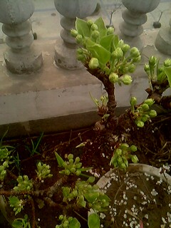 IMG0130A.jpg