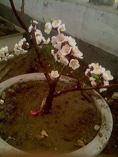 IMG0127A.jpg