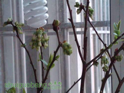 IMG00111-20120331-1802.jpg