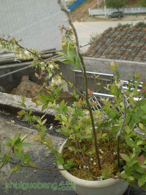 P3310052.jpg