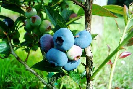 chandlerblueberry__66524_zoom.jpg