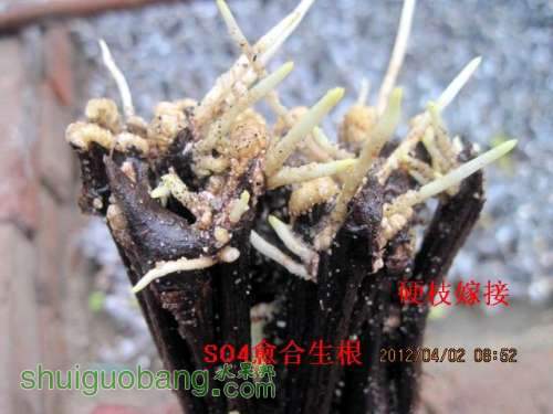 ɫӲ֦޽-2012.04.02 004.jpg