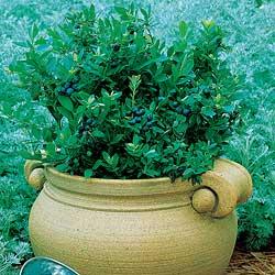 Blueberry Sunshine Blue The Best Container Blueberry Plants.JPG