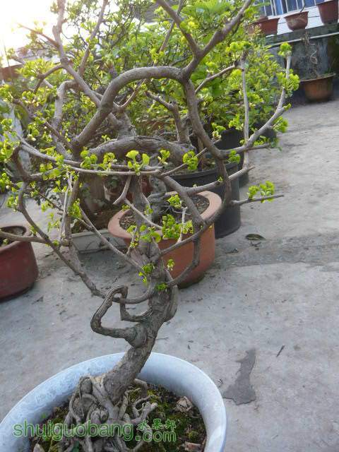 P1200155.JPG