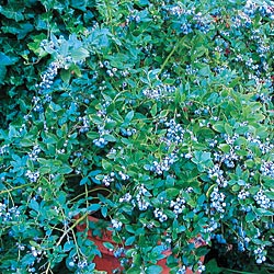 Sunshine Blue Blueberry.jpg