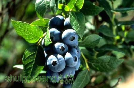 polarisblueberry__81674_zoom.jpg