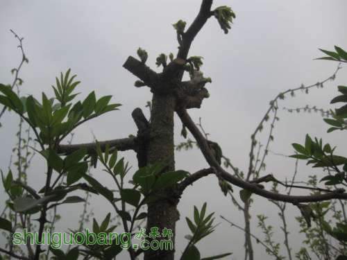Ƭ 010.jpg