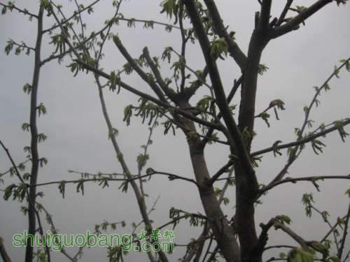 Ƭ 015.jpg