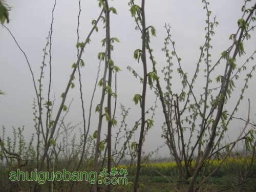 Ƭ 012.jpg