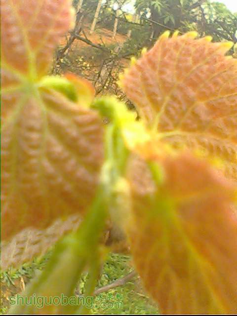 IMG1575A.jpg