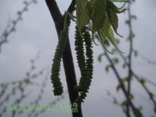 Ƭ 050.jpg