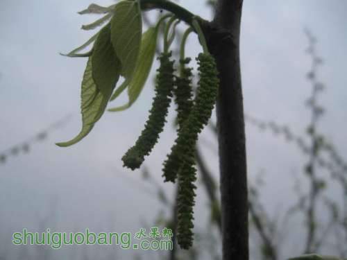 Ƭ 051.jpg
