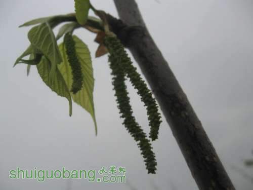 Ƭ 009.jpg