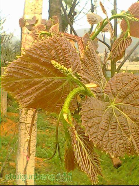 IMG1589A.jpg