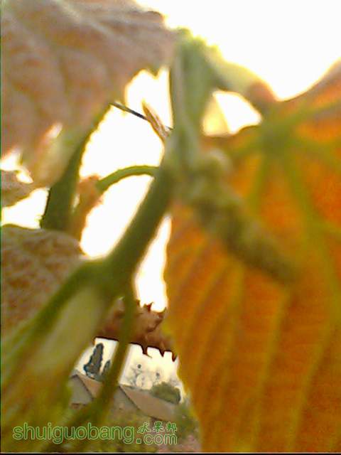 IMG1591A.jpg