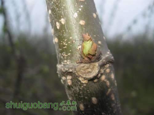 Ƭ 061.jpg