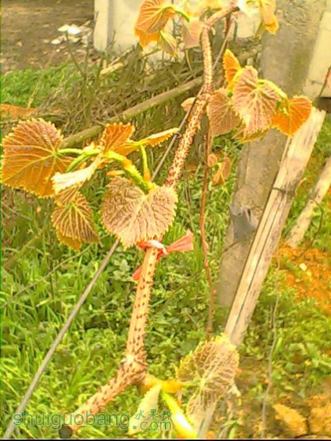 IMG1593A.jpg