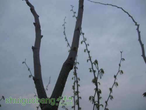 Ƭ 062.jpg
