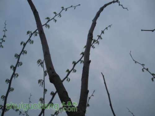 Ƭ 063.jpg
