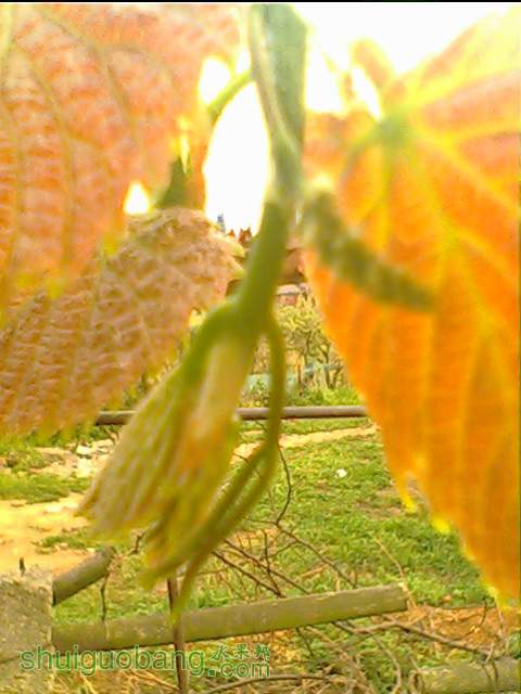 IMG1595A.jpg