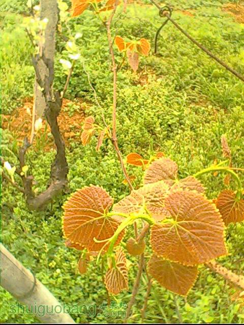 IMG1598A.jpg