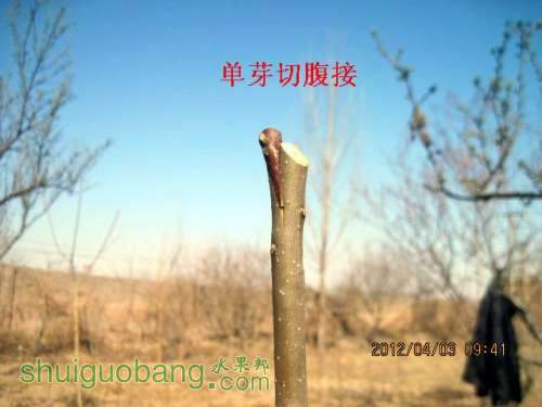 Ӽ޽-1.2012.04.02 031.jpg