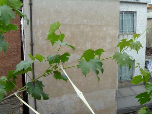 P1000711.jpg