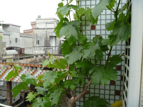 P1000713.jpg