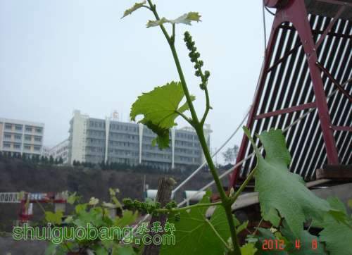 DSC00217_1.JPG