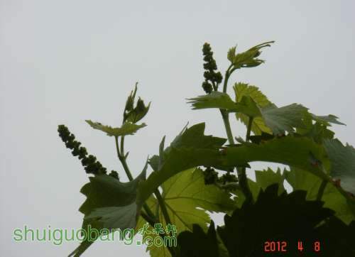 DSC00226_1.JPG