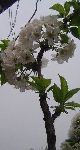 DSC00063.jpg