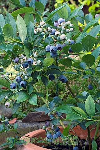 AB2038_VACCINIUM_CORYMBOSUM_BLUEBERRY_TOP_HAT.jpg