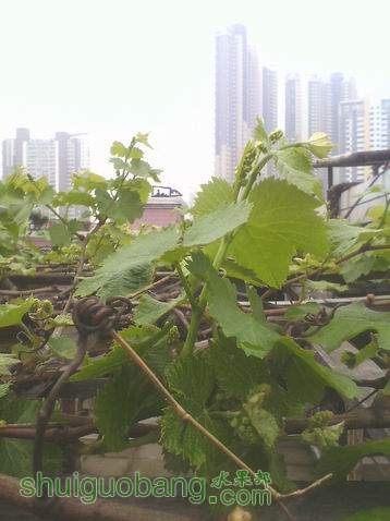 С IMG0410134300.jpg
