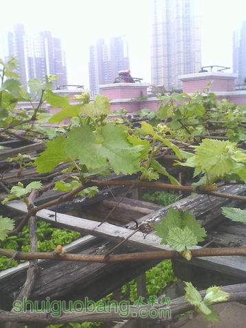 С IMG0410135400.jpg