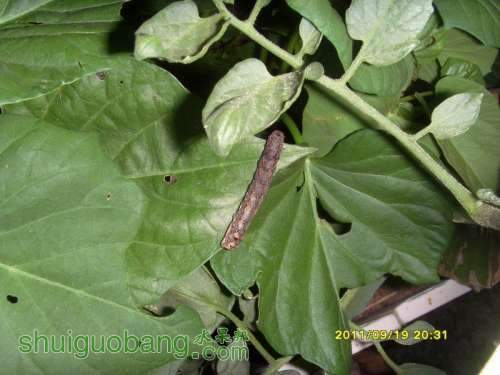 ������С SI857483.JPG