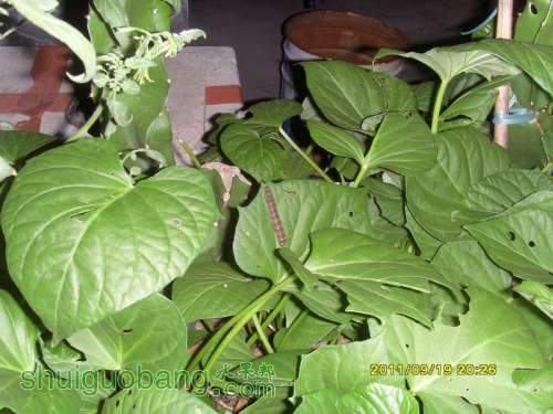 ������С SI857482.JPG