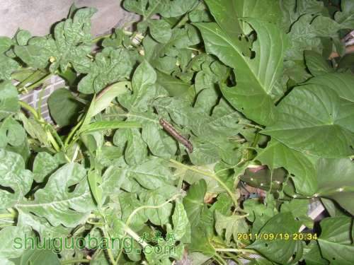 ������С SI857484.JPG