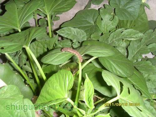 ������С SI857485.JPG