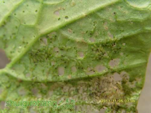 ������С ������С SI858611.JPG