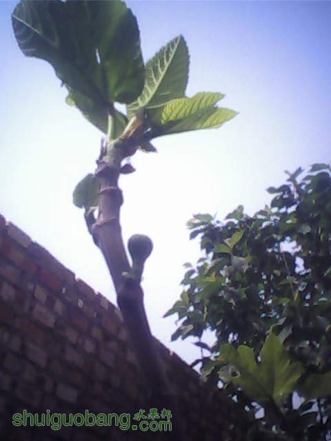 IMG0303A.jpg