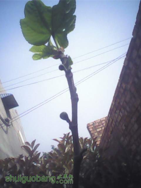 IMG0305A.jpg